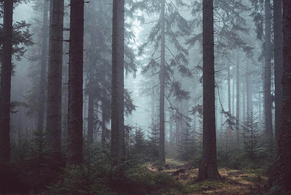 dunkler Wald dunkler Wald