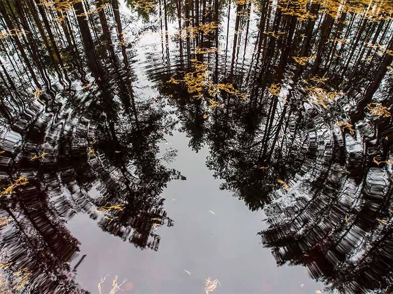 Bäume spiegeln auf Wasser Bäume spiegeln auf Wasser