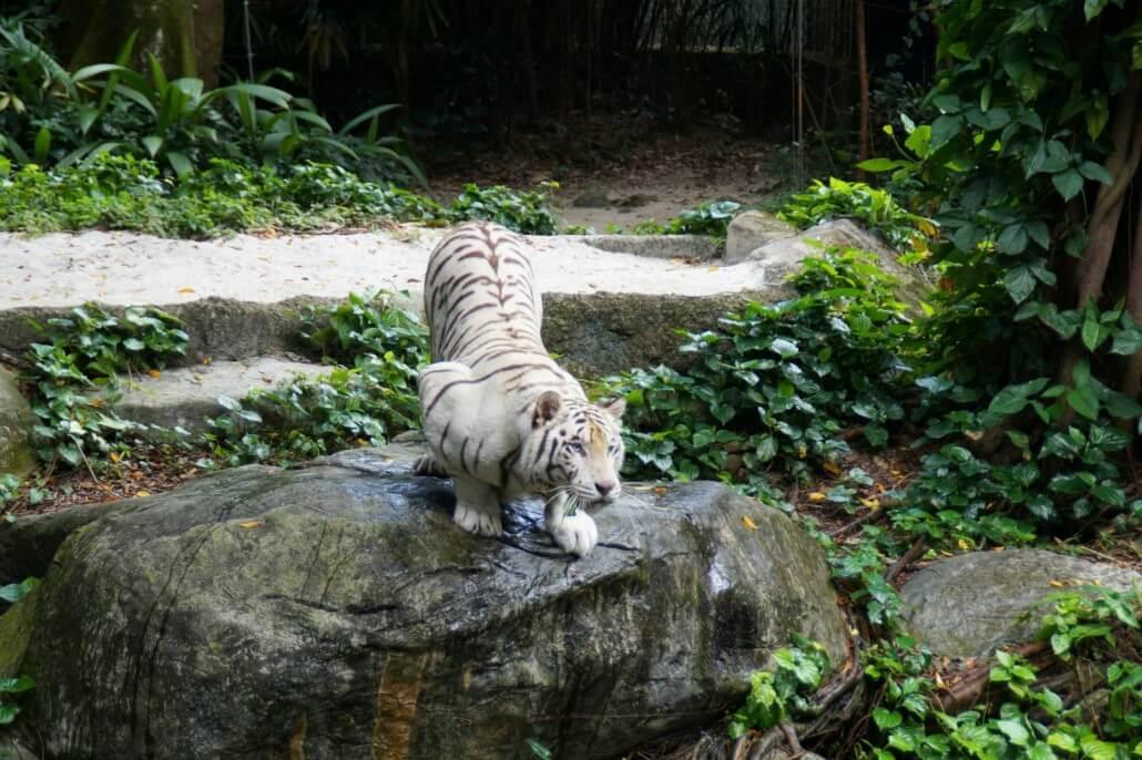 Photographing Zoo Animals Photographing Zoo Animals
