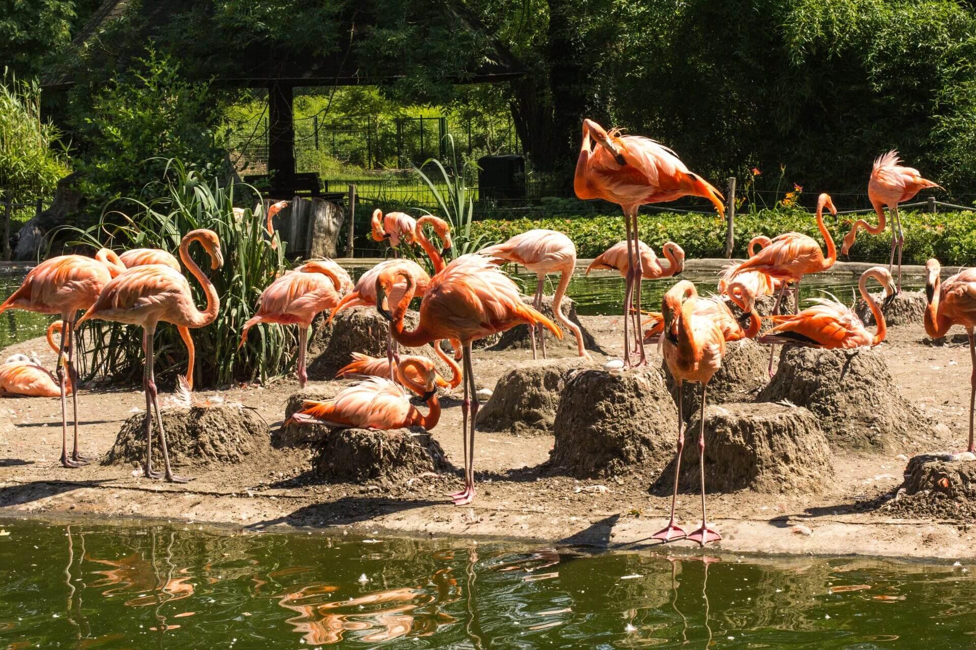 Zoo Photography: birds gathering near water. Zoo Photography: birds gathering near water.