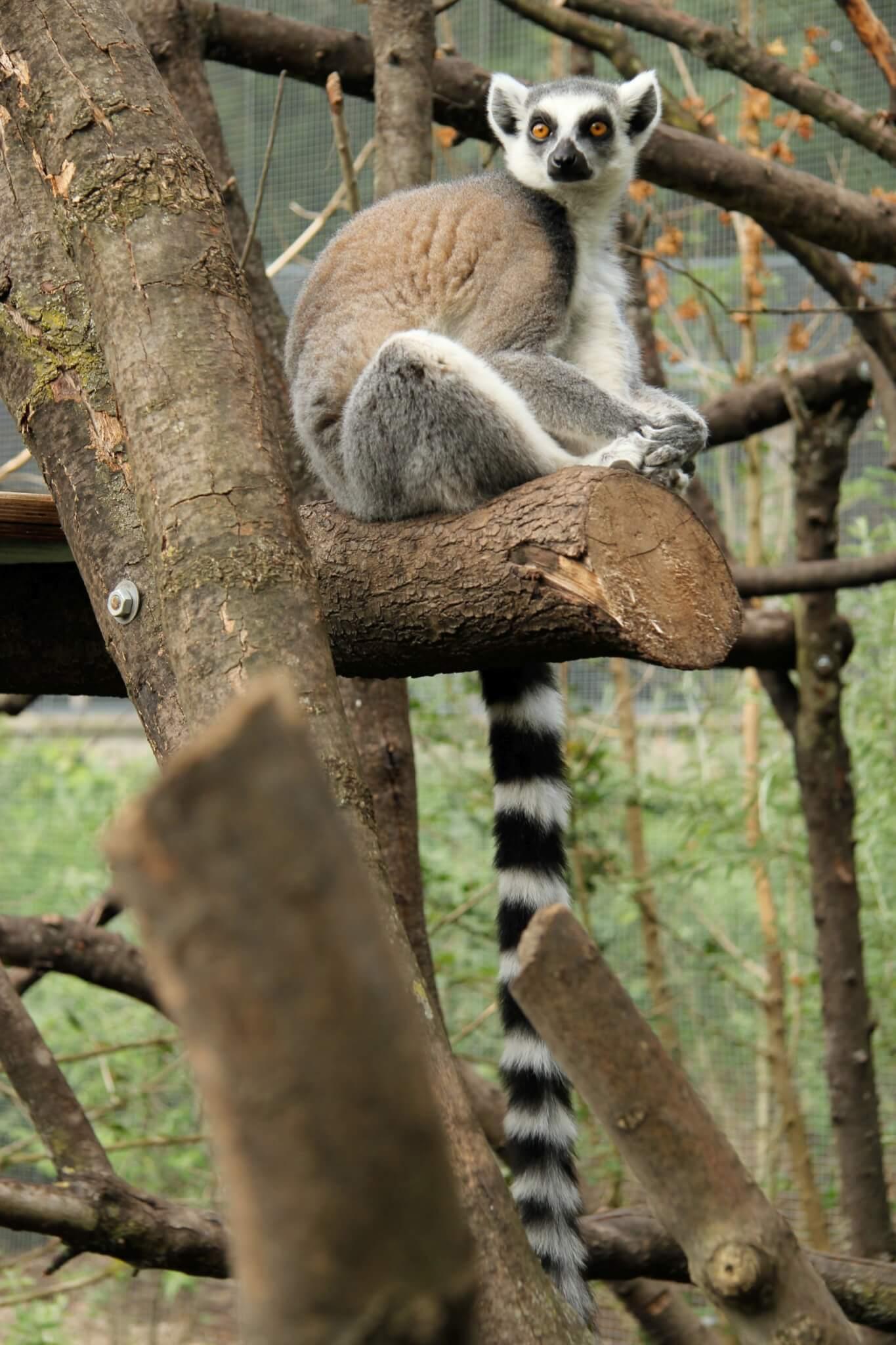 Zoo Photography: the subject is in focus while the branch in the foreground is blurred out. Zoo Photography: the subject is in focus while the branch in the foreground is blurred out.