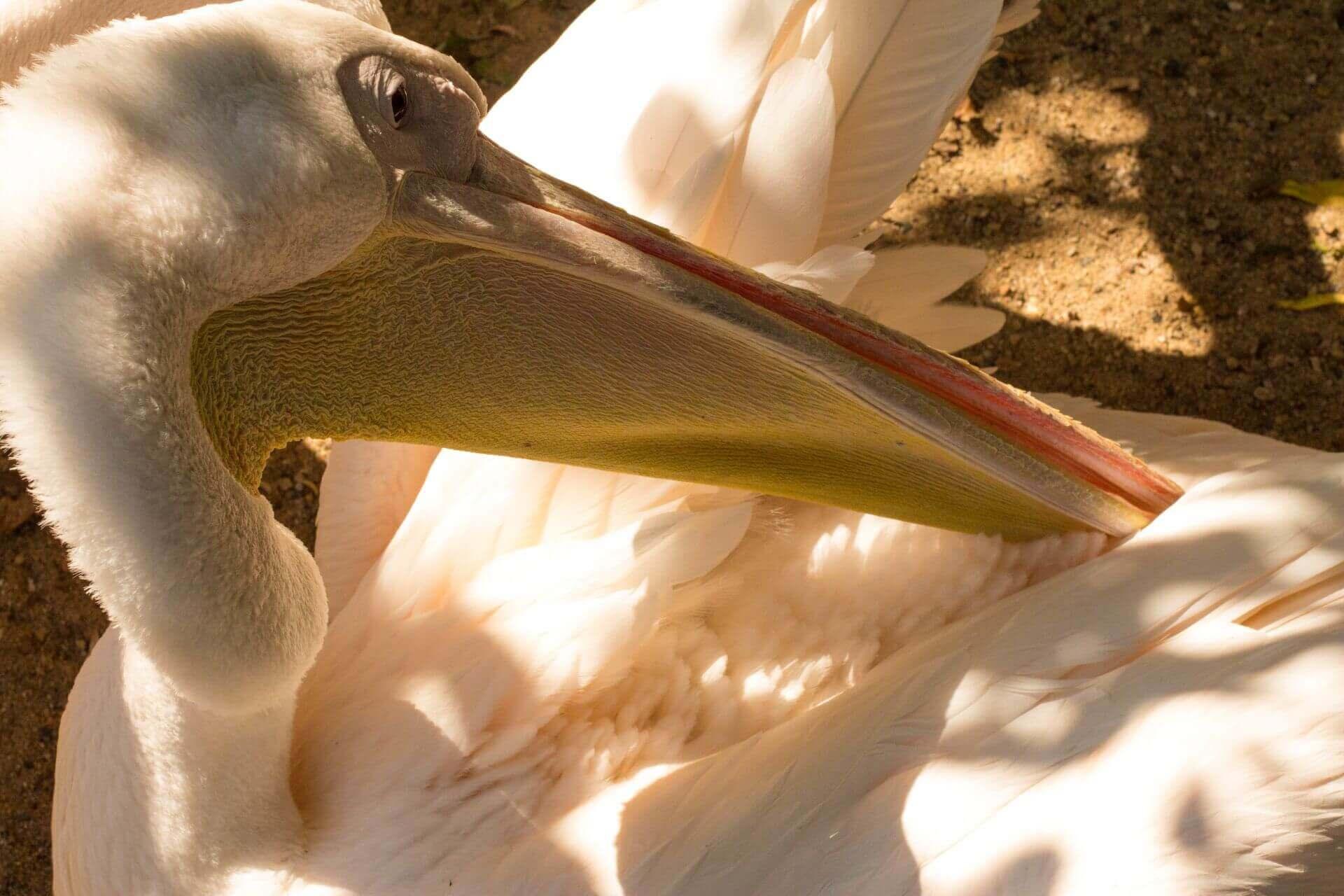 Zoo Photography: a bird cleaning itself. Zoo Photography: a bird cleaning itself.