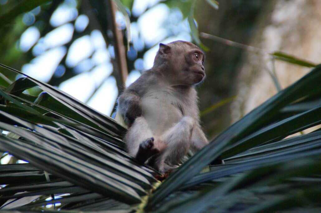 Wildlife-Fotografie Wildlife-Fotografie