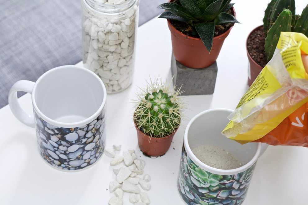 Foto Tazza Da Usare Come Vaso Per Cactus E Piante Grasse Ifolor