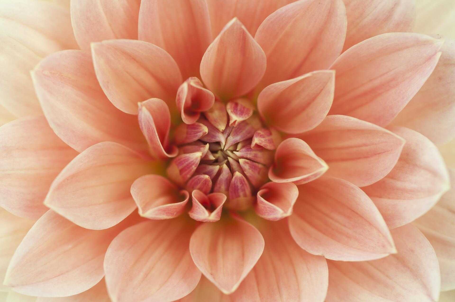 Macro d’une Dahlia à pétales légèrement orangés Macro d’une Dahlia à pétales légèrement orangés