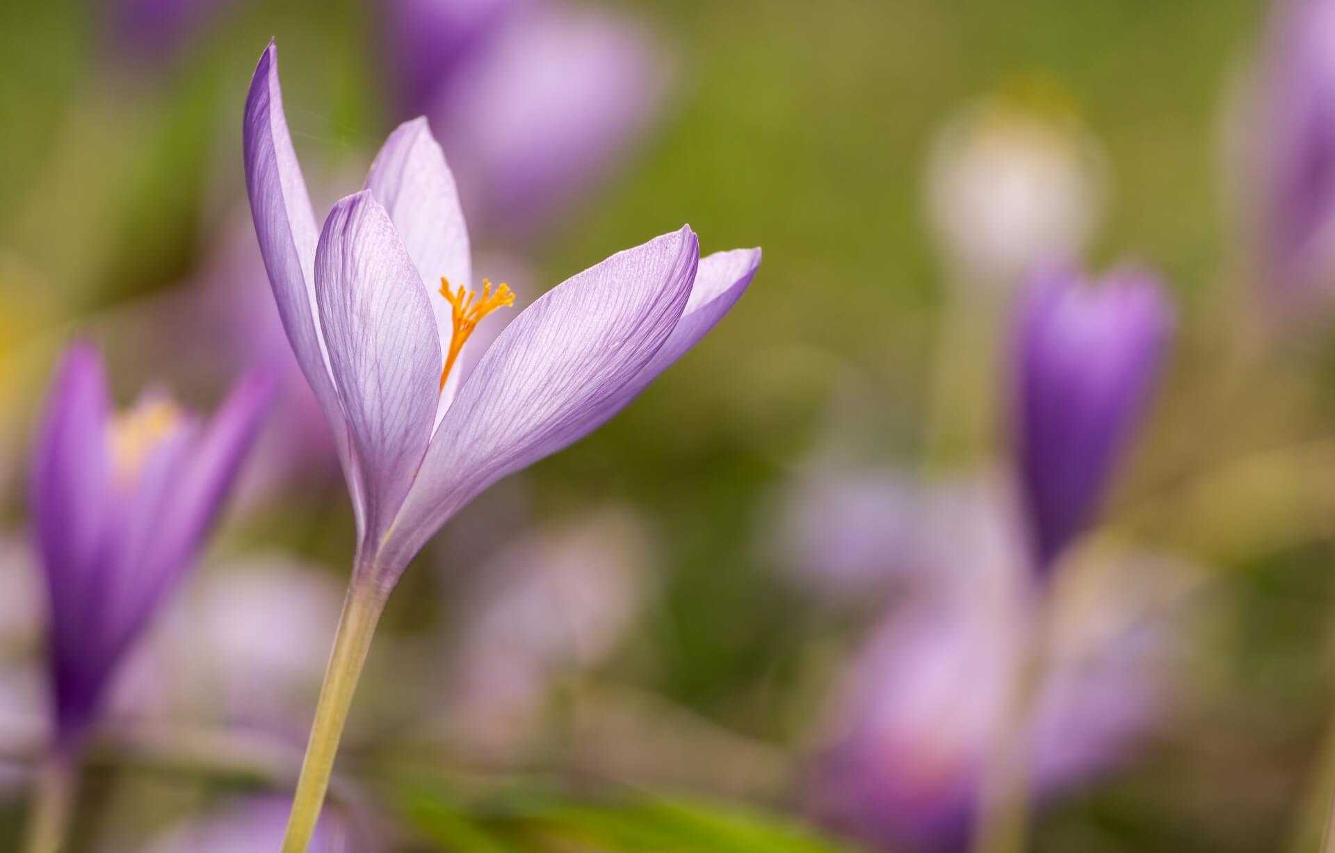 Photo d’une fleur violette de profil avec beaucoup de flou Photo d’une fleur violette de profil avec beaucoup de flou