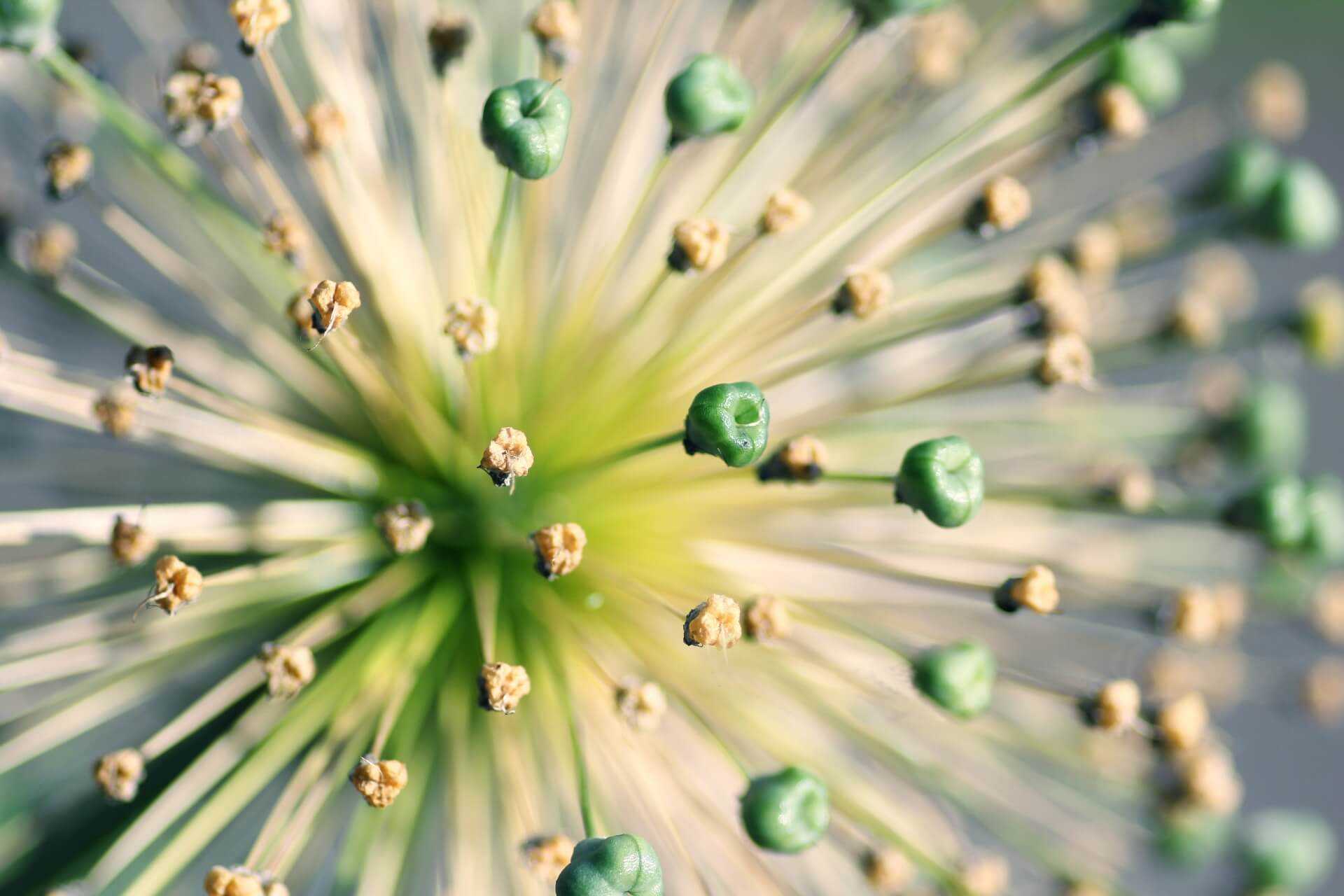 Macro de pistils d’une fleur Macro de pistils d’une fleur