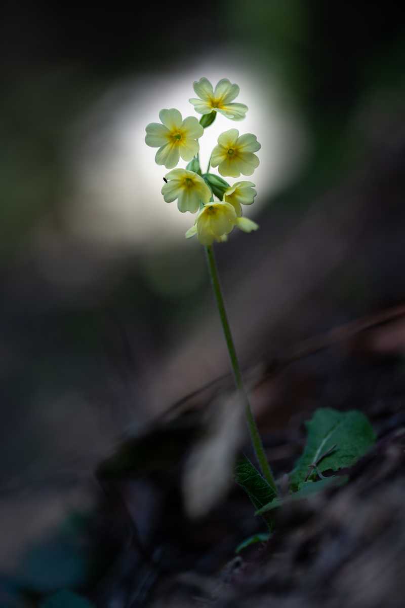 Cowslip/Primula veris in the evening light Cowslip/Primula veris in the evening light