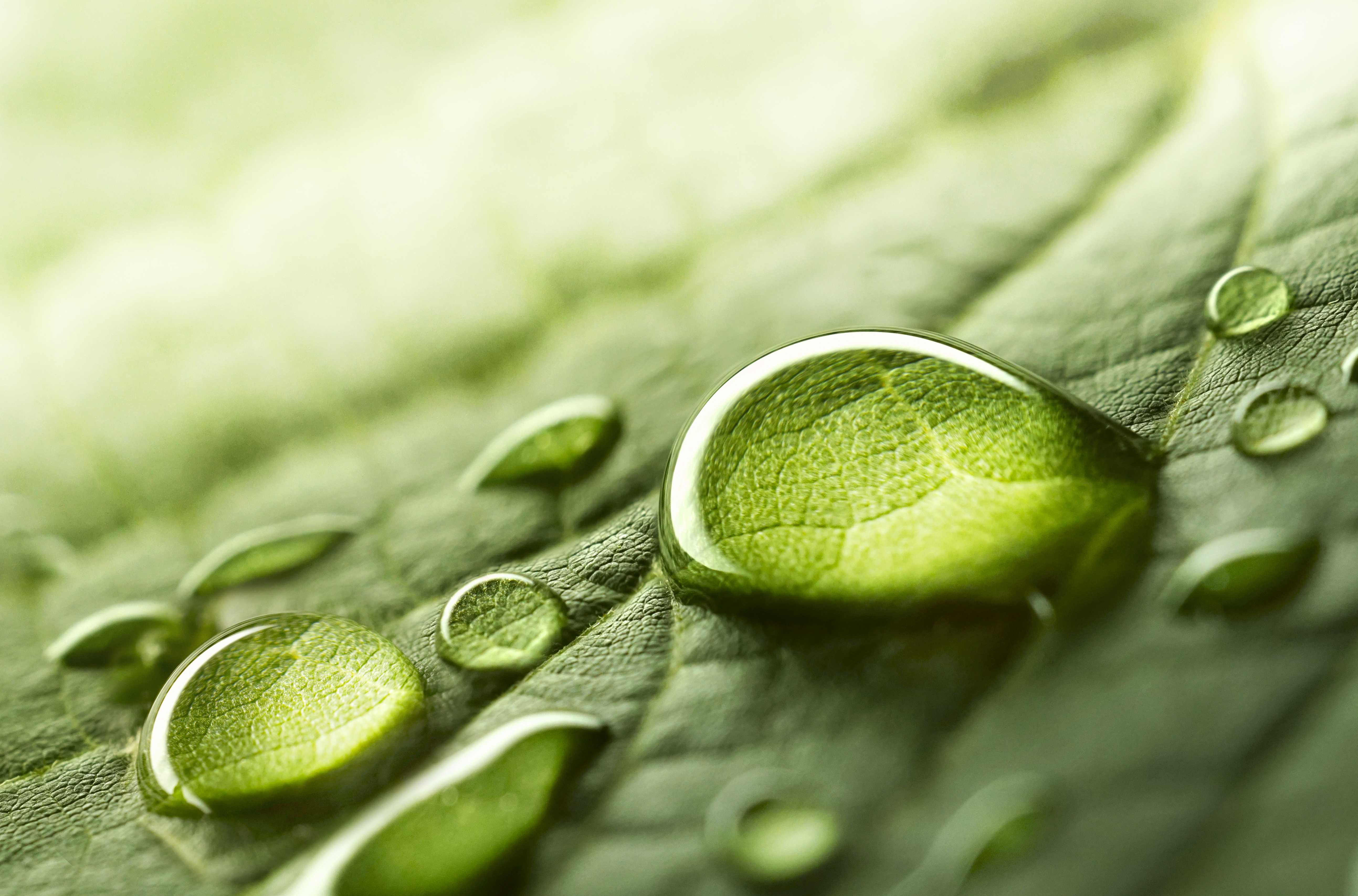 Photo macro de la rosée du matin sur une feuille Photo macro de la rosée du matin sur une feuille
